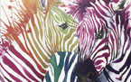 Zebra Poster